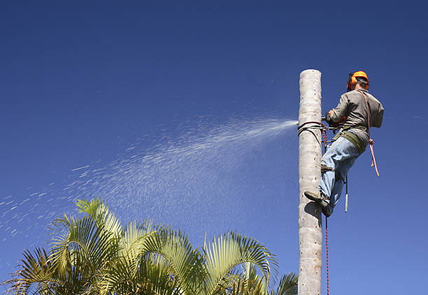 How Our Tree Care Process Works  in  Blackfoot, ID