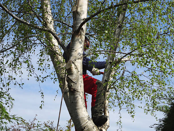 Landscape Design and Installation in Blackfoot, ID